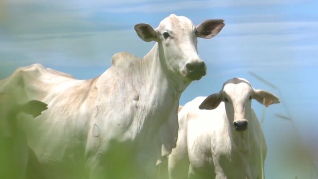 Vaca não emprenha mais. Saiba o que pode estar acontecendo