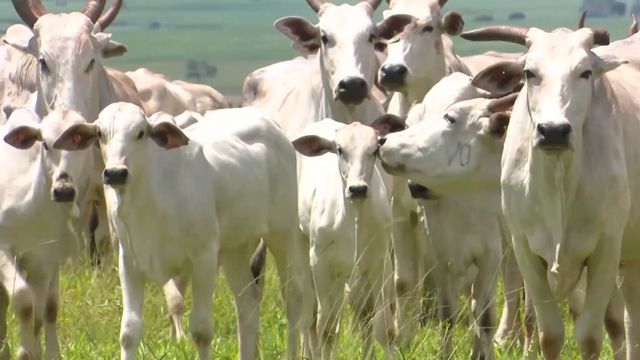 Mortalidade de bezerros chega a 7% no País. Saiba como zerar essa taxa