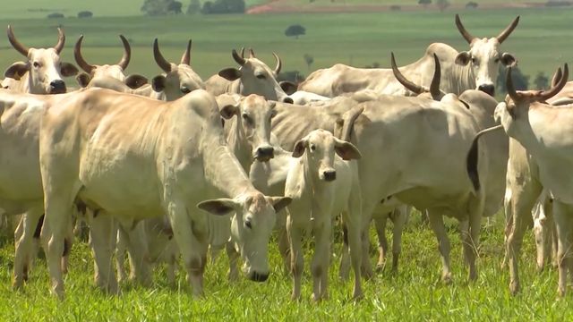Fique de olho na vaca. Fêmea é o termômetro para desmamar ou não o bezerro