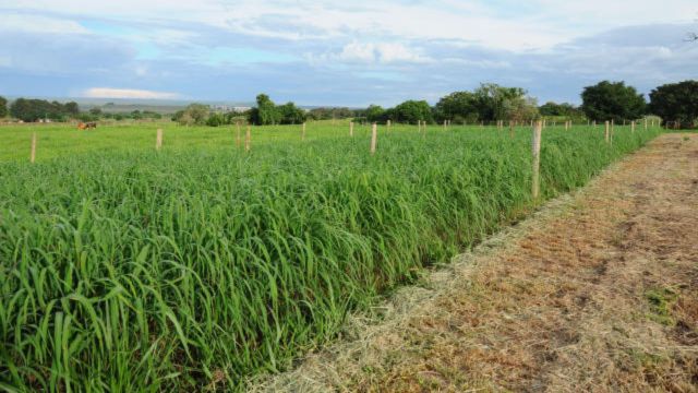 Área experimental com a BRS Sarandi. Foto: Divulgação/Embrapa Cerrados