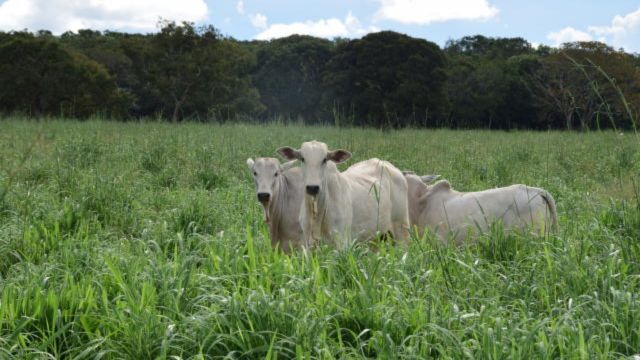 Bovinos em área de capim Andropogon. Foto: Divulgação/Embrapa
