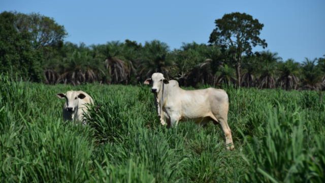 BRS Sarandi: Embrapa comemora 50 anos com lançamento de capim para recria extensiva