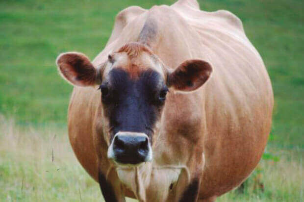 Vaca obesa: por que esse tipo de animal é muito ruim para a fazenda
