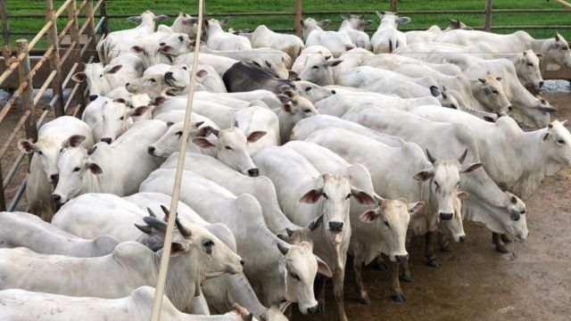 Precocidade pura! Novilha Nelore impressiona por qualidade em MT
