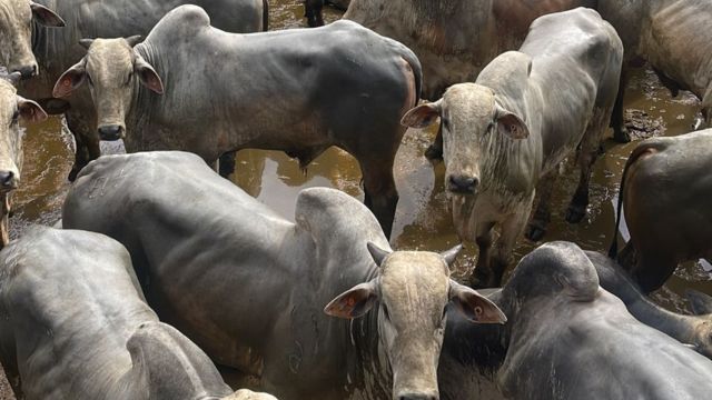 Pecuarista dá continuidade ao trabalho do pai com boiada de alta qualidade no MA