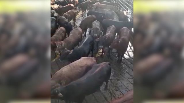 Pecuaristas tradicionais da raça Devon impressionam com qualidade de gado em MS