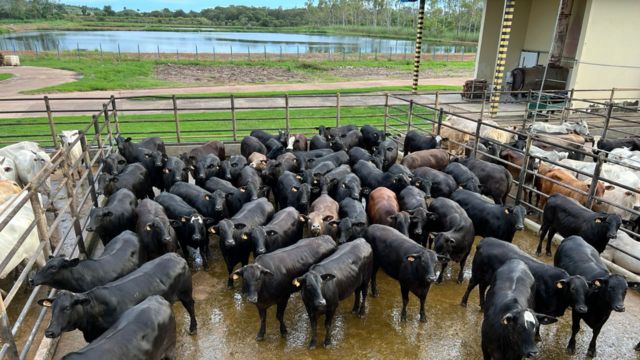 Novilhas Top Angus superprecoces chegam a quase 19@ em MT