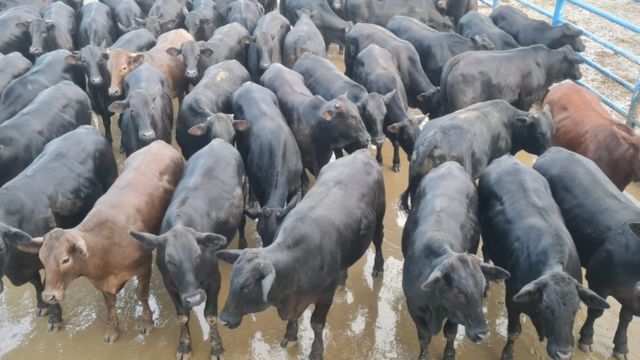 Pecuaristas surpreendem com matéria-prima de gado de 1ª qualidade em GO