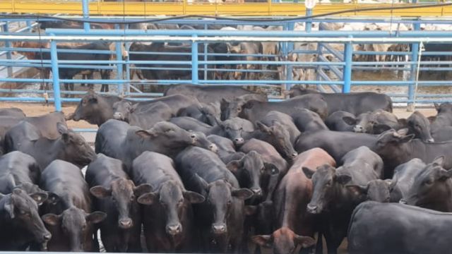 Lote de novilhos castrados. Foto: Divulgação