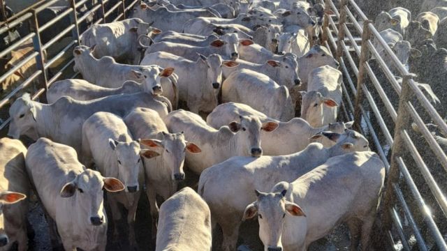 Lote de novilhas Nelore de até dois dentes é destaque em Minas Gerais