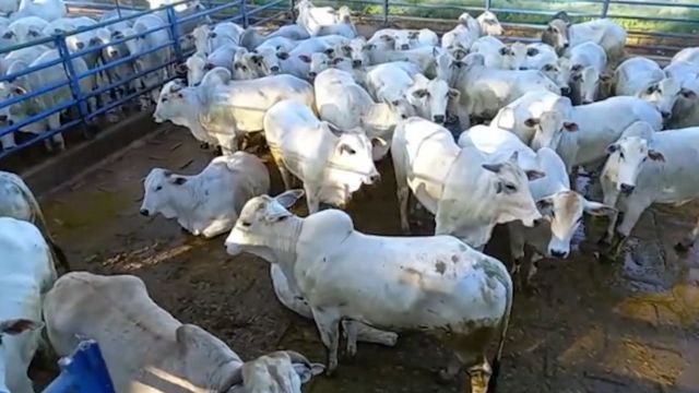 Boiada nova e castrada chega a quase 22@ em regime de pasto no Pantanal