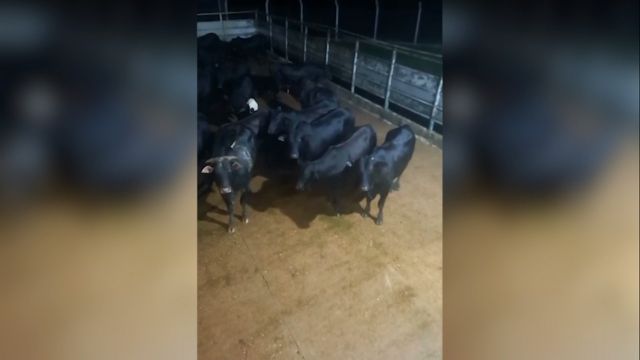 Boiada Angus pesada surpreende com média de 23,5@ no Pará