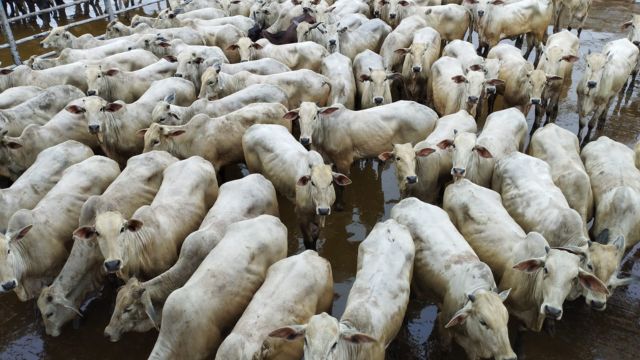Novilhas jovens e bem acabadas são destaque no Pará