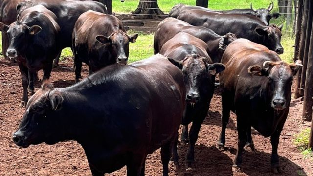 Wagyu de 27@ no capricho! Pecuarista de MT tem a receita da carne de qualidade