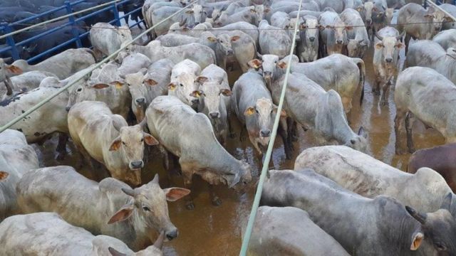 Boiada capona terminada a pasto chega a quase 21@ em MT