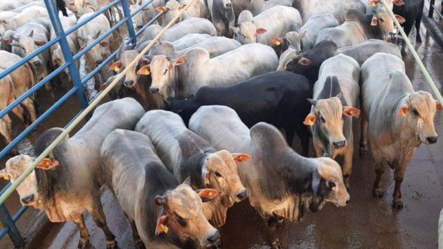 “Espetáculo de boi” ultrapassa 57% de rendimento de carcaça em MT