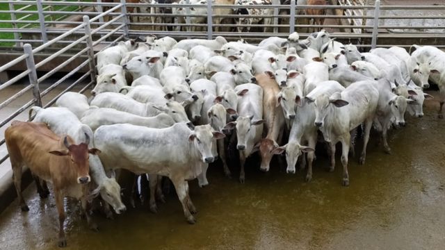 Pecuarista de Rondônia embarca 1º gado para a China e comemora