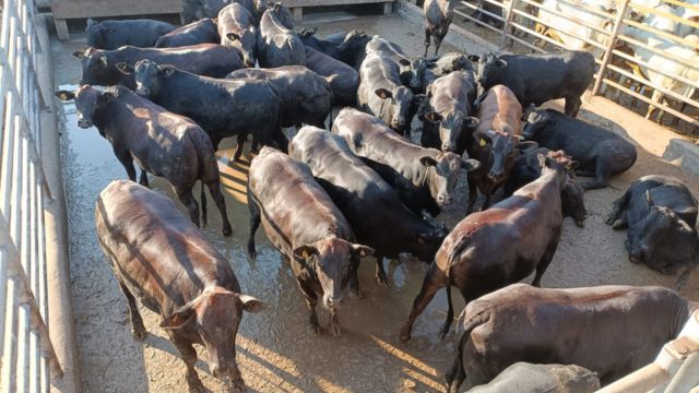 Novilhada pesada e fantástica chega a 20@ em Rondônia