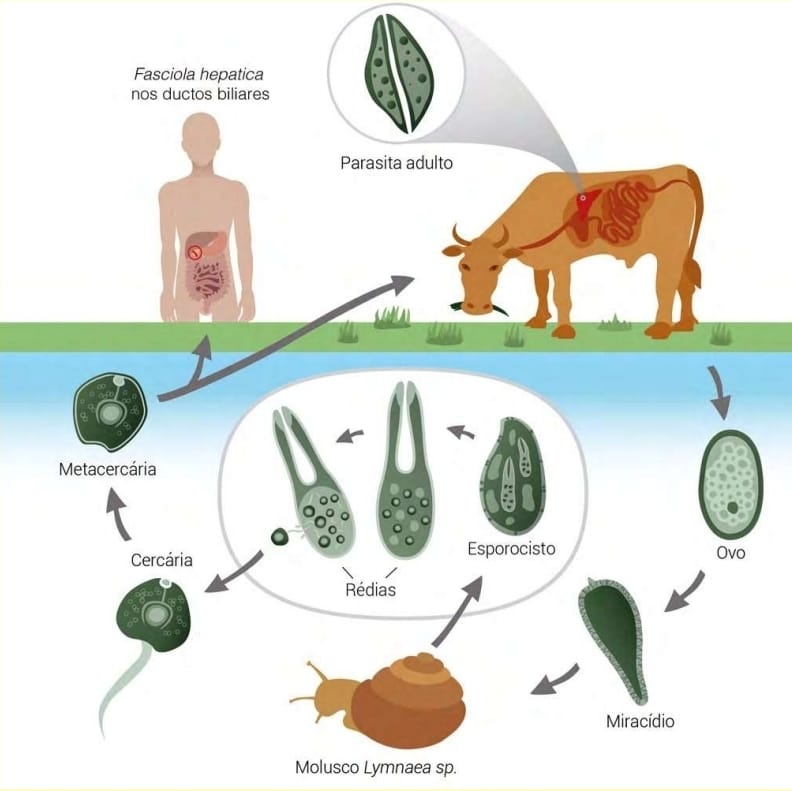 Ciclo da fasciolose hepática. Foto: Divulgação/Boehringer Ingelheim