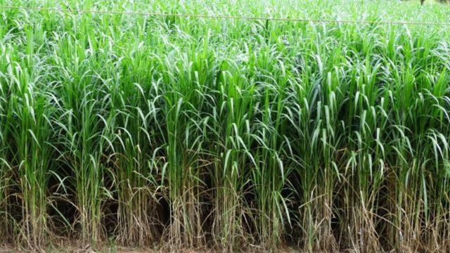 Capiaçu: conheça as dicas de sucesso para maior produção de leite na fazenda