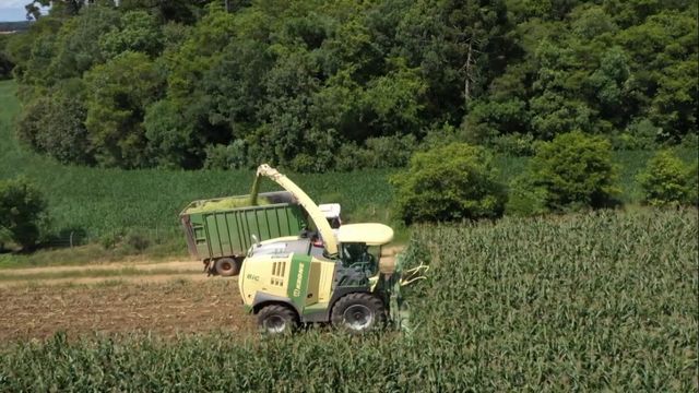 Silagem de capiaçu com cana-de-acúcar? Saiba e a mistura é boa para o gado