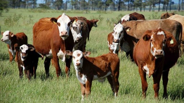 Hereford: qual tipo de touro vai bem com matrizes meio-sangue da raça?