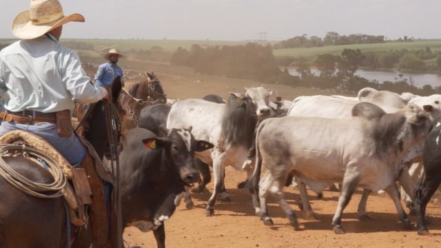 Peões na lida com o rebanho na Campanelli. Foto: Reprodução
