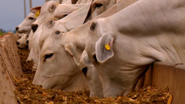 Como os probióticos turbinam a alimentação do gado na seca