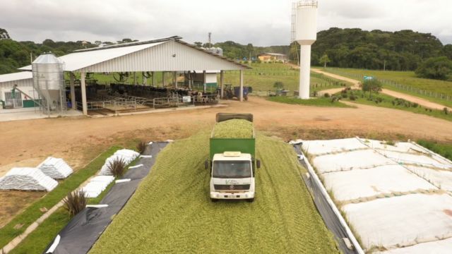 Qual é a forrageira ideal para produção de silagem?