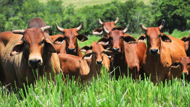 Sindi e Tabapuã: cruzamento garante um bom choque de sangue no rebanho?