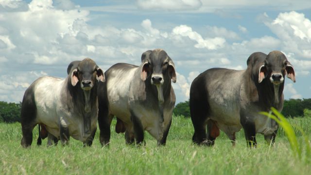 Touro Guzerá em vacas F1 Bonsmara/Nelore: saiba o que pode vir desse cruzamento