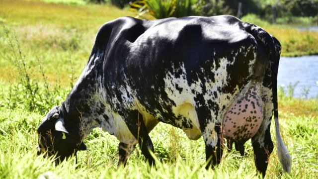 Cetose bovina: o que é, quais as causas e como tratar
