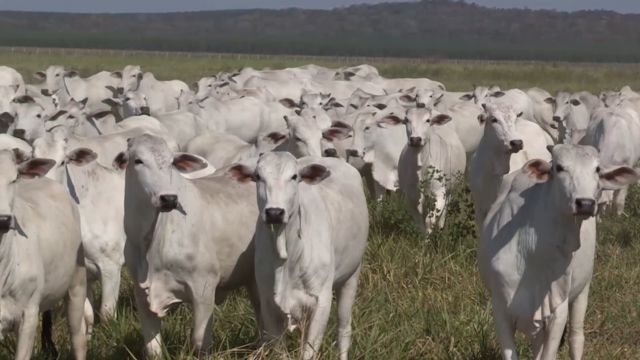 Vacas tricross Brahman, Angus, Nelore: qual o touro ideal para as fêmeas?