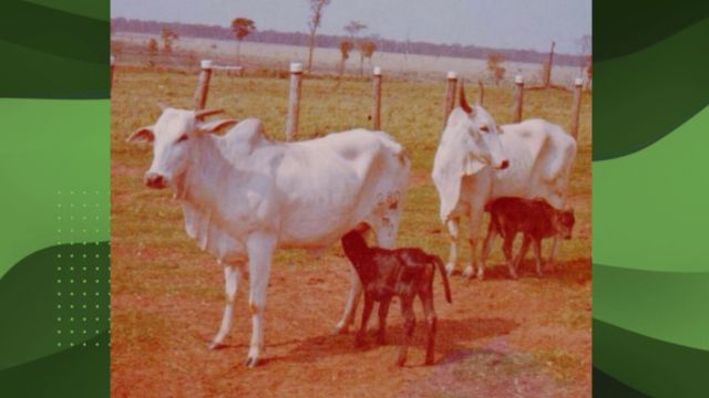 Vacas Nelore com bezerros Angus ao pé. Foto: Acervo Maragogipe