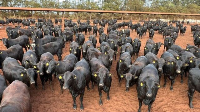 Bovinos com genética Angus da Maragogipe. Foto: Acervo Maragogipe