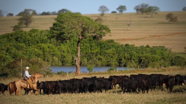 Lote de bovinos Brangus em áreas de pastagem. Foto: Divulgação/ABB