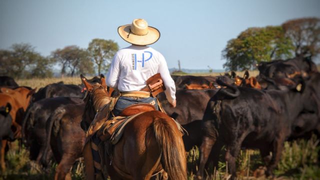 Braford, Brangus, Canchim ou Bonsmara: qual o melhor para acasalar com novilhas F1 Angus x Nelore? Braford, Brangus, Canchim ou Bonsmara: qual o melhor para acasalar com novilhas F1 Angus x Nelore?