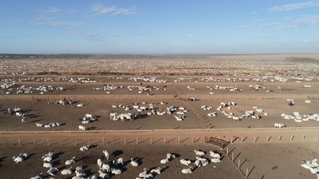 Boitel é ferramenta estratégica para terminação de bovinos de 20@ em plena seca
