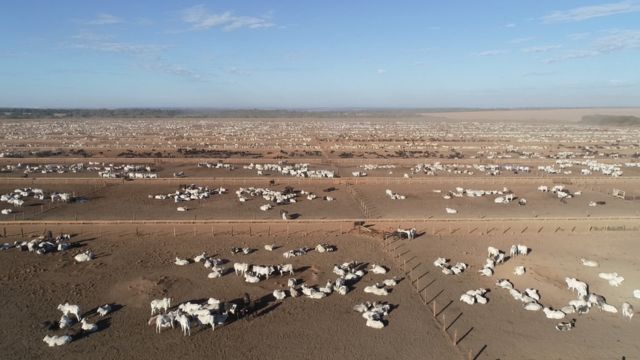Vista aérea de unidade de confinamento de bovinos de corte. Foto: Reprodução
