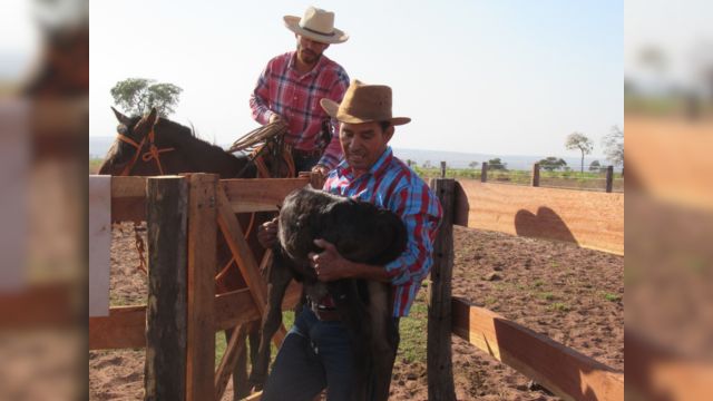 Peão com bezerro nos braços. Foto: Divulgação/BE.Animal