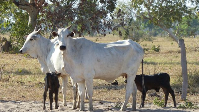 Mortalidade de bezerros: o que é preciso fazer para minimizá-la na fazenda?