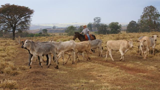 Peão manejando bezerros para desmama racional. Foto: Gisele Rosso/Embrapa Pecuária Sudeste