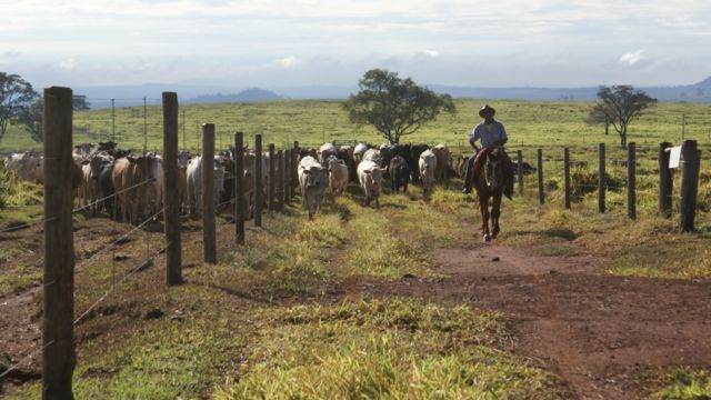 Desmama racional faz o manejo ser mais tranquilo e rentável na fazenda
