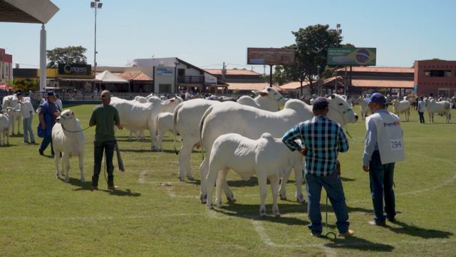 Bovinos Nelore na pista de julgamento durante a Expozebu 2023. Foto: Reprodução