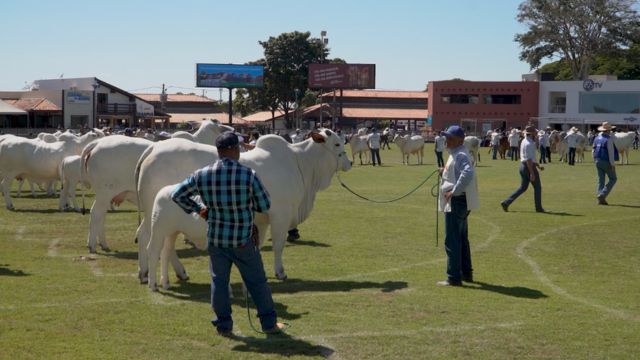 Nelore desponta nos julgamentos com mais de 600 animais em pista