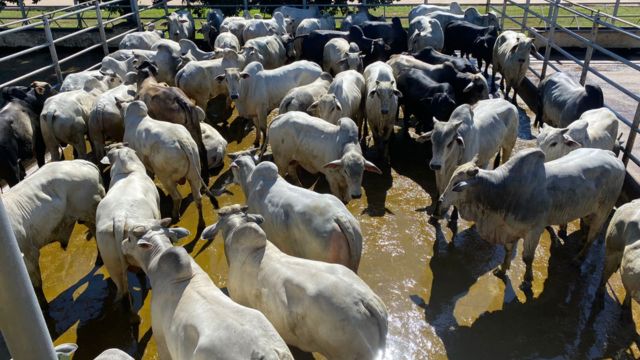 Boiada suplementada a pasto de até dois dentes ultrapassa 22@ no Tocantins