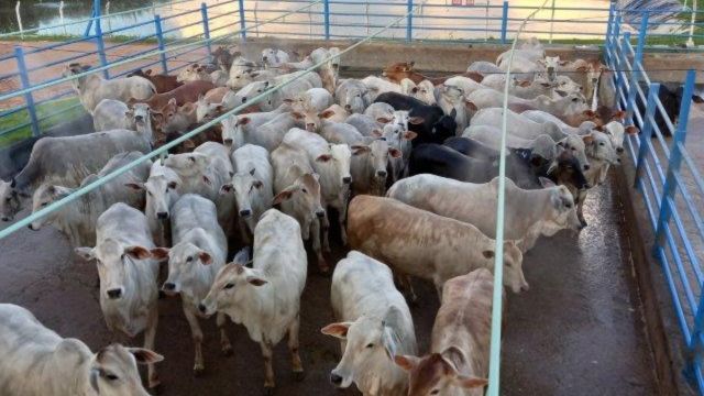 “Novinha de tudo”. Pecuarista de MT surpreende com terminação de novilhas