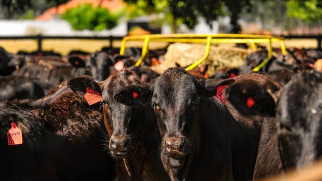 Brangus e Angus: acasalamento não é ideal para áreas muito quentes. Saiba o porquê Brangus e Angus: acasalamento não é ideal para áreas muito quentes. Saiba o porquê