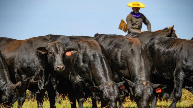 Senepol e Brangus: cruzamento pode fazer sucesso na Bahia?