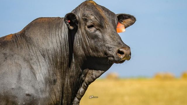 Brangus ou Braford? Qual melhor opção para cruzar com primíparas Tabanel?